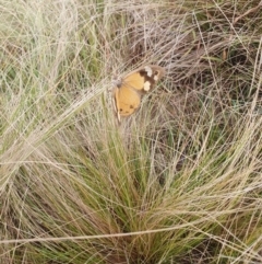 Heteronympha merope (Common Brown Butterfly) at Lake George, NSW - 12 May 2024 by AlexJ