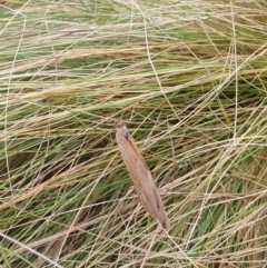 Heteronympha merope at QPRC LGA - 12 May 2024