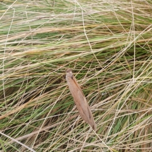 Heteronympha merope at QPRC LGA - 12 May 2024