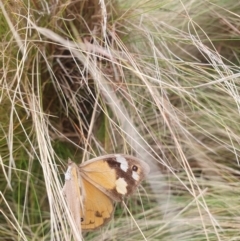 Heteronympha merope at QPRC LGA - 12 May 2024