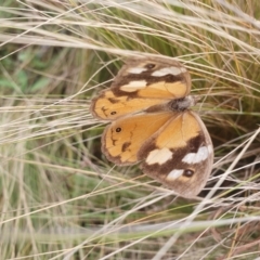 Heteronympha merope at QPRC LGA - 12 May 2024