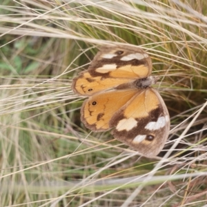 Heteronympha merope at QPRC LGA - 12 May 2024