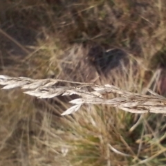 Festuca arundinacea (Tall Fescue) at Jerrabomberra Grassland - 12 May 2024 by CallumBraeRuralProperty
