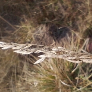 Lolium arundinaceum at Jerrabomberra Grassland - 12 May 2024