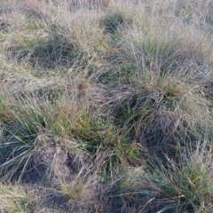 Lolium arundinaceum at Jerrabomberra Grassland - 12 May 2024