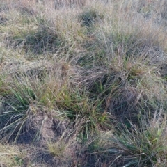 Festuca arundinacea at Jerrabomberra Grassland - 12 May 2024
