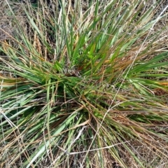 Lolium arundinaceum at Jerrabomberra Grassland - 12 May 2024