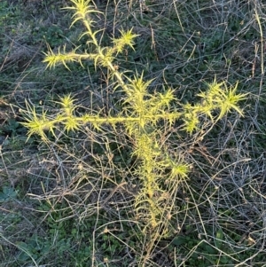 Carthamus lanatus at Yarralumla, ACT - 12 May 2024 04:36 PM