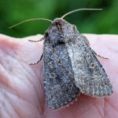 Diarsia intermixta (Chevron Cutworm, Orange Peel Moth.) at Lions Youth Haven - Westwood Farm A.C.T. - 12 May 2024 by HelenCross