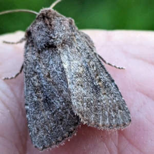 Diarsia intermixta at Lions Youth Haven - Westwood Farm A.C.T. - 12 May 2024