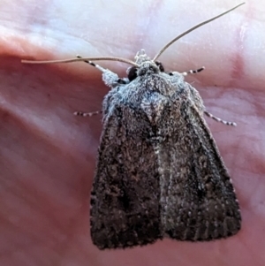 Diarsia intermixta at Lions Youth Haven - Westwood Farm A.C.T. - 12 May 2024