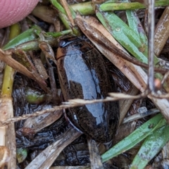 Rhantus suturalis (A predaceous diving beetle) at Lions Youth Haven - Westwood Farm A.C.T. - 12 May 2024 by HelenCross