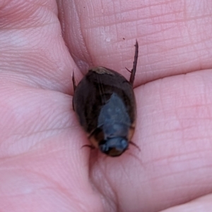 Rhantus suturalis at Lions Youth Haven - Westwood Farm A.C.T. - 12 May 2024 08:53 AM