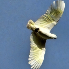 Cacatua galerita (Sulphur-crested Cockatoo) at Braidwood, NSW - 12 May 2024 by MatthewFrawley