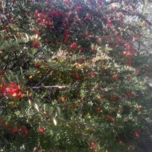 Pyracantha crenulata at Cooma, NSW - 12 May 2024