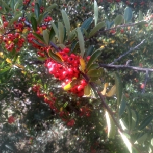 Pyracantha crenulata at Cooma, NSW - 12 May 2024