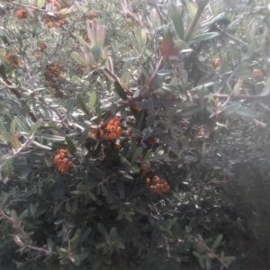Pyracantha angustifolia at Cooma, NSW - 12 May 2024