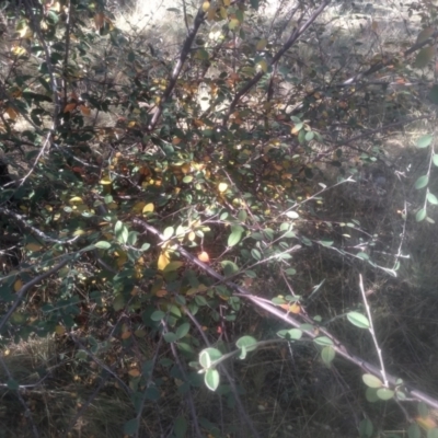 Cotoneaster glaucophyllus (Cotoneaster) at Cooma North Ridge Reserve - 12 May 2024 by mahargiani