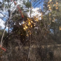 Populus alba (White Poplar) at Cooma, NSW - 12 May 2024 by mahargiani