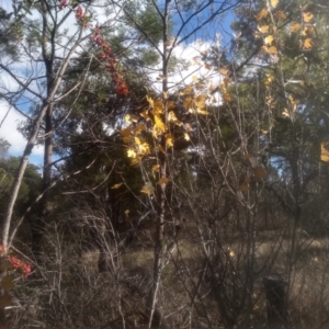 Populus alba at Cooma North Ridge Reserve - 12 May 2024