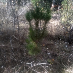 Pinus radiata at Cooma North Ridge Reserve - 12 May 2024