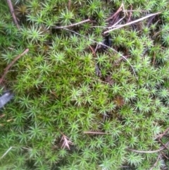 Barbula sp. at Cooma North Ridge Reserve - 12 May 2024 by mahargiani