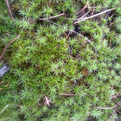 Barbula sp. at Cooma North Ridge Reserve - 12 May 2024 by mahargiani