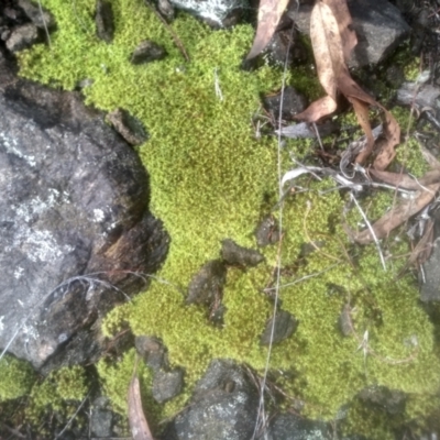 Barbula sp. at Cooma North Ridge Reserve - 12 May 2024 by mahargiani