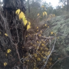 Fraxinus sp. at Cooma North Ridge Reserve - 12 May 2024 by mahargiani