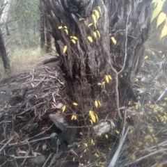 Celtis australis at Cooma North Ridge Reserve - 12 May 2024