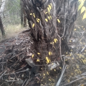 Celtis australis at Cooma North Ridge Reserve - 12 May 2024 01:50 PM