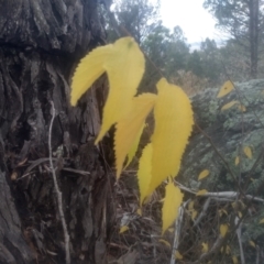 Celtis australis at Cooma North Ridge Reserve - 12 May 2024