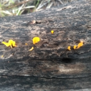 Dacryopinax spathularia at Cooma North Ridge Reserve - 12 May 2024