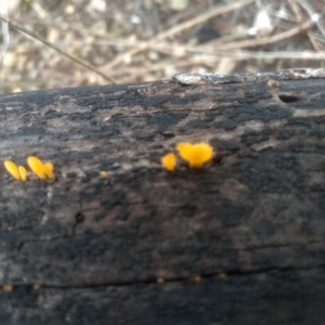 Dacryopinax spathularia at Cooma North Ridge Reserve - 12 May 2024