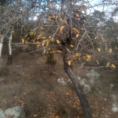 Malus pumila at Cooma, NSW - 12 May 2024 by mahargiani