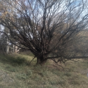 Salix babylonica at Cooma North Ridge Reserve - 12 May 2024