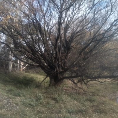 Salix babylonica (Weeping Willow) at Cooma North Ridge Reserve - 12 May 2024 by mahargiani