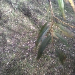 Salix babylonica at Cooma North Ridge Reserve - 12 May 2024