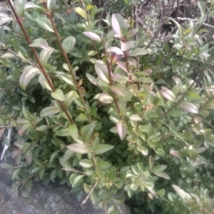 Unidentified Other Shrub at suppressed by mahargiani
