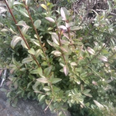 Unidentified Other Shrub at Cooma, NSW - 12 May 2024 by mahargiani