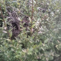 Ligustrum lucidum at Cooma, NSW - 12 May 2024