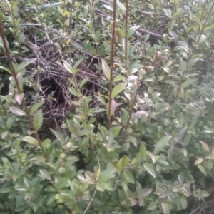 Ligustrum lucidum at Cooma, NSW - 12 May 2024