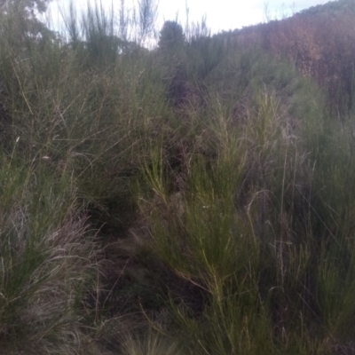 Cytisus scoparius subsp. scoparius at Cooma North Ridge Reserve - 12 May 2024 by mahargiani