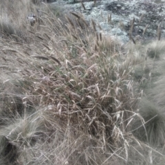 Phalaris aquatica (Phalaris, Australian Canary Grass) at Cooma North Ridge Reserve - 12 May 2024 by mahargiani