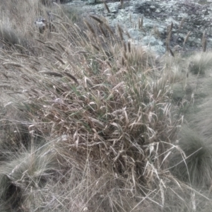Unidentified Grass at suppressed by mahargiani