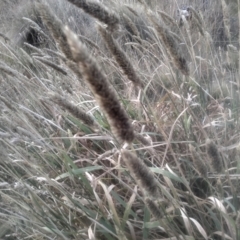 Phalaris aquatica at Cooma North Ridge Reserve - 12 May 2024 03:21 PM