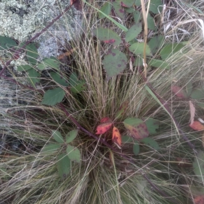 Rubus anglocandicans at Cooma, NSW - 12 May 2024 by mahargiani