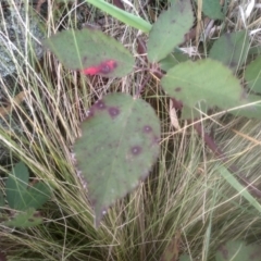 Rubus anglocandicans at Cooma North Ridge Reserve - 12 May 2024