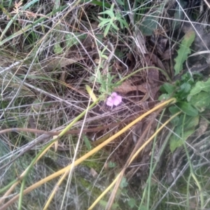 Geranium retrorsum at Cooma, NSW - 12 May 2024