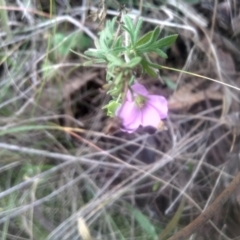 Geranium retrorsum at Cooma, NSW - 12 May 2024